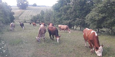 Bilecik'te şap alarmı