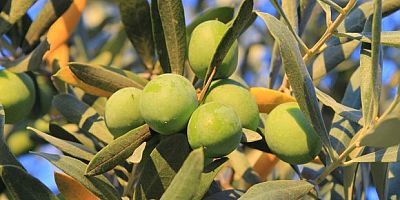 Bir kilogram zeytin için 6798 litre suya ihtiyaç duyuluyor