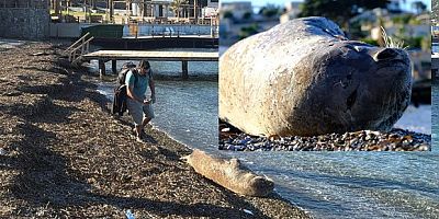 Bodrum’da Akdeniz foku ilgi odağı oldu
