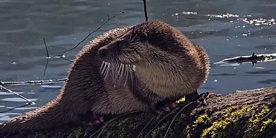 Bolu'da nesli tükenmekte olan su samuru görüntülendi
