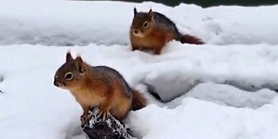 Bolu’da sincapların kar keyfi 