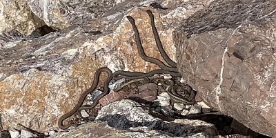 Brezilya’nın ‘Yılan Adası’ değil Yüksekova