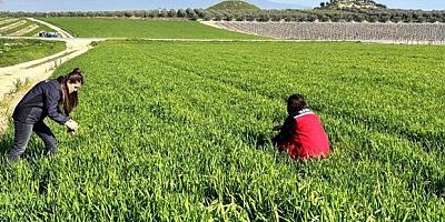 Buğday üreticilerine ‘Septorya’ uyarısı
