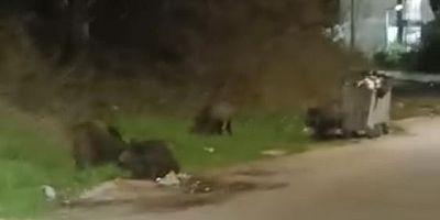 Bursa'da aç kalan domuz sürüsü şehre indi