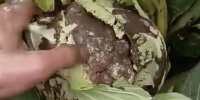 Bursa'da sağanak yağış tarımı vurdu