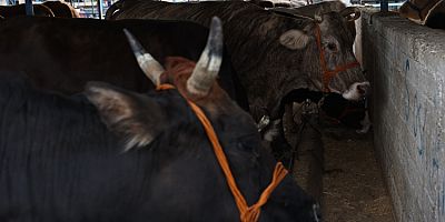 Bursa Nilüfer'de kurban kesim noktaları belirlendi