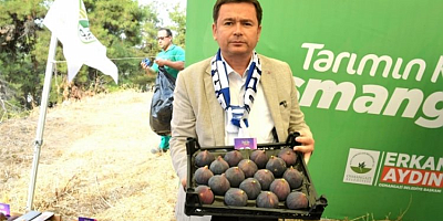 Bursa'nın dünyaca ünlü siyah incirleri Osmangazi'de yarıştı!