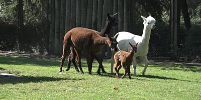 Bursa'nın neşe kaynağı yavru alpaka
