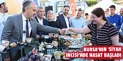 Bursa’nın 'Siyah incisi’nde hasat başladı