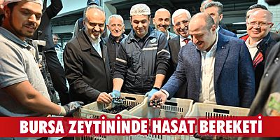 Bursa zeytininde hasat bereketi