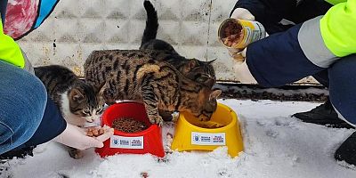 Büyükşehir zorlu koşullarda can dostların da yanında!
