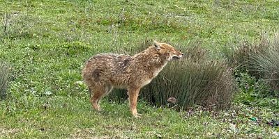 Çakal tedavi edilip doğaya salındı