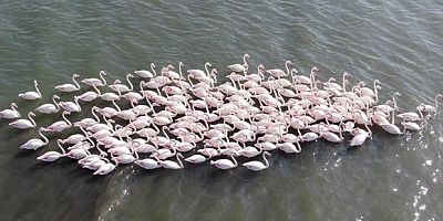 Çamur gitti, allı turnaların sayısı ikiye katlandı