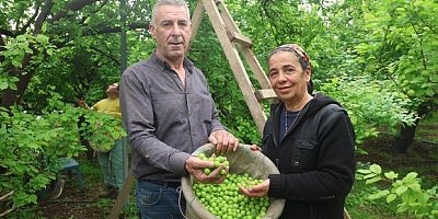 Can eriği Avrupa'ya ihraç ediliyor