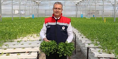 Çarşamba'da hidroponik maydanozda ilk hasat