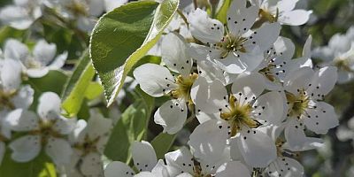 Çiçek açan armut ağacının güzelliği