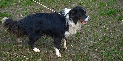 Çobanlara hareketli ve heyecanlı yeni bir yardımcı geliyor