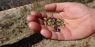 Çölyak'ın şifası Karabuğday!