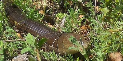 Demir yılan Bozkurt’ta ortaya çıktı