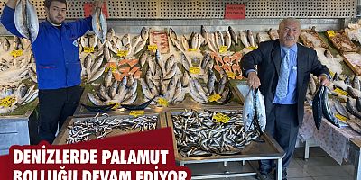 Denizlerde palamut bolluğu devam ediyor