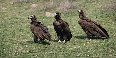 Dev kanatlar Kızılcahamam'da görüntülendi