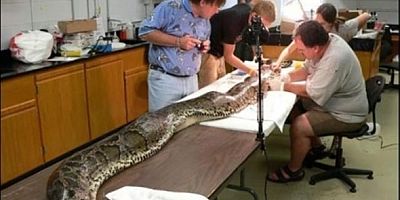 Dev pitonun içinden timsah çıktı