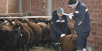 Devlet desteğiyle koyun varlığı artıyor