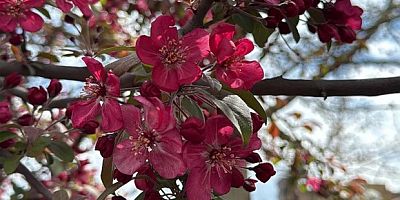 Diyarbakır'da ağaçlar 'kırmızıya' büründü