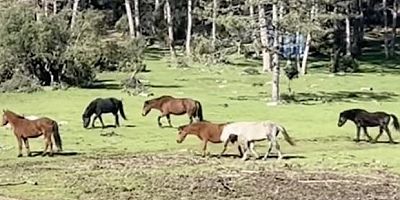 Doğanın gerçek sahiplerinin özgürlük gezisi