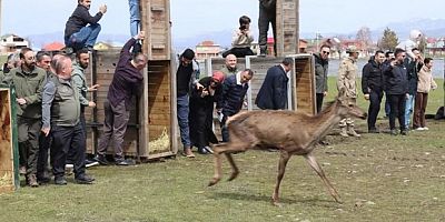 Doğaya 16 kızıl geyik salındı