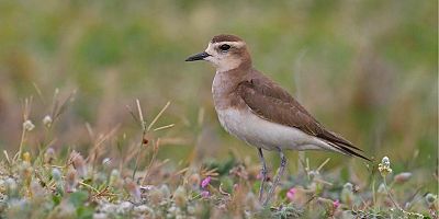 Doğu cılıbıtı, 113 yıl sonra Hatay'da görüldü