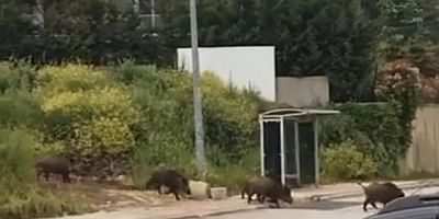 Domuz sürüsü, gündüz şehir merkezine indi