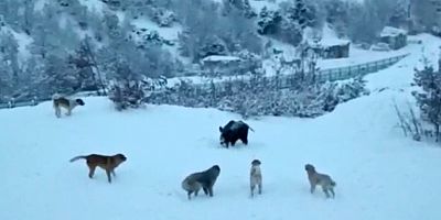 Domuzlarla köpekler site bahçesini paylaşamadı