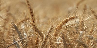 Dünya tahıl üretiminde bolluk ve rekor sezonu