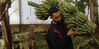 Efeler'de muz hasadı başladı