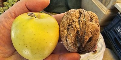 Elma büyüklüğünde cevizler ilgi çekiyor