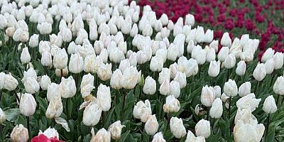 Emirgan Korusu’nda lale festivali başladı