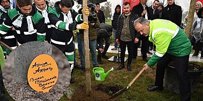 Erguvan Fidanları Toprakla Buluştu