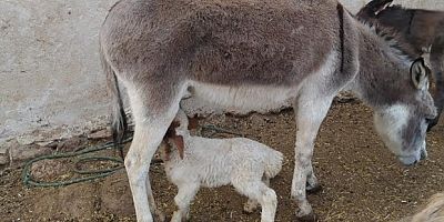 Eşek, kuzuyu emzirdi