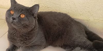 Ev hayvanları kayıt altına alınıyor