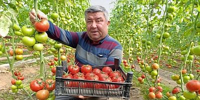 Eynal domatesi pazarlarda ilgi görüyor