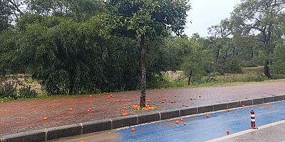 Fırtına ve yağmur turunçları yollara döktü