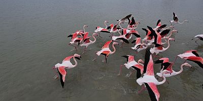 Flamingolar Büyükçekmece Gölü'nde