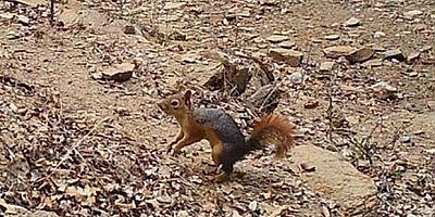 Fotokapan görüntüleri belgeselleri aratmadı