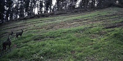 Ganos Dağları'nda karaca sürüsü fotokapana yansıdı