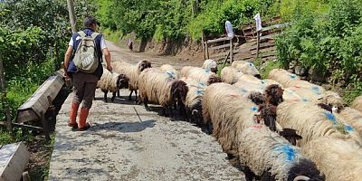 Giresun’da yayla göçü başladı