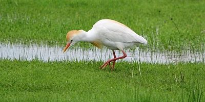 Göçmen kuşlar Muş Ovası’nı süsledi