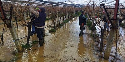 Göle dönen bağlarda budama mücadelesi