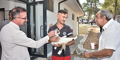 Gündem, ‘Sokak Hayvanları’