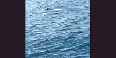 Hatay’da Akdeniz foku görüldü